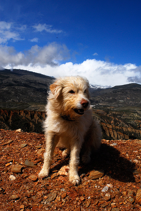 Harvey, who always enjoys a good vista. Happy dogs, and a happy dog walker of Happy Dog Club - Dog Walking Services in Bristol 321 Canford Lane, Westbury-on-Trym - Photo 10 of 10