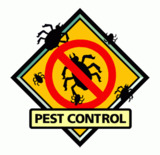 Pest Control Sevenoaks, Sevenoaks