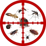 Pest Control Sevenoaks, Sevenoaks