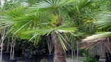 Garden Center Elgin SC, Crabtree Garden Center & Landscaping, Elgin