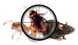  Pest Control Sutton 7 Wellesley Road 