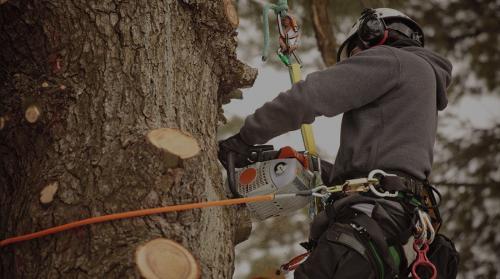  Profile Photos of All Around Tree Care 10712 West State Highway 36 - Photo 3 of 4