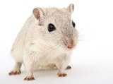 Presto Pest Control Inc, Telford