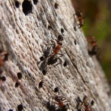  Profile Photos of A Pest and Termite MGMT Specialist 1220 Spring Stuebner E Rd - Photo 2 of 5