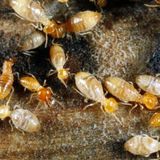 A Pest and Termite MGMT Specialist, Spring