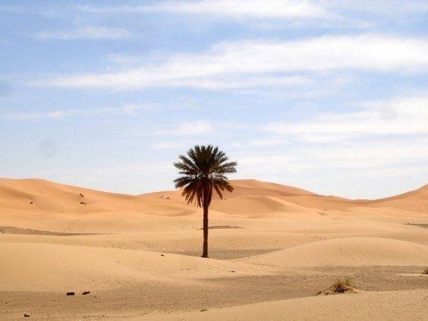  Profile Photos of morocco desert trips, merzouga tours, marrakech to desert camel trekking, tours in morocco, excursions desert morocco, marrakech fes merzouga,ouarzazate, dades gorges camel trekking,night in desert merzouga, fes to marrakech desert tours, marrakech to fes camel trekking desert tours, 3 days from fes merzouga - Photo 3 of 12