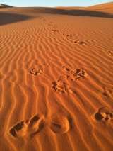  morocco desert trips, merzouga tours, marrakech to desert camel trekking, tours in morocco, excursions desert morocco, marrakech fes merzouga,ouarzazate, dades gorges camel trekking,night in desert merzouga, fes to marrakech desert tours, marrakech to fes camel trekking desert tours, 3 days from fes merzouga 