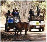 Travel 2 Dandeli, Dandeli