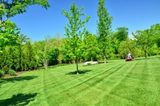 Commercial and Residential Lawn Weed Control in Denver, Elk Creek Lawn & Tree Care, Golden