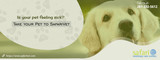 Safari Veterinary Care Center, League City