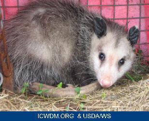  Profile Photos of Animal Control Specialists 2975 Milwaukee Ave - Photo 2 of 4