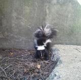  Animal Control Specialists 2975 Milwaukee Ave 