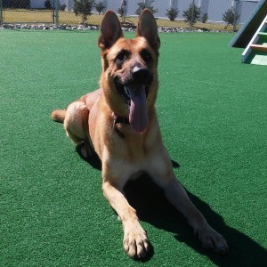  Profile Photos of Dogs By Andy K-9 Services 144 Bevan Drive - Photo 8 of 11