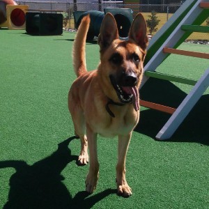  Profile Photos of Dogs By Andy K-9 Services 144 Bevan Drive - Photo 10 of 11