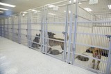 Dogs By Andy K-9 Services 144 Bevan Drive 