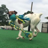  Dogs By Andy K-9 Services 144 Bevan Drive 