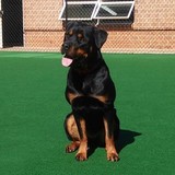  Dogs By Andy K-9 Services 144 Bevan Drive 
