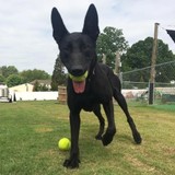  Dogs By Andy K-9 Services 144 Bevan Drive 
