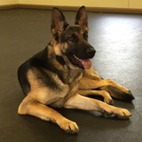  Dogs By Andy K-9 Services 144 Bevan Drive 