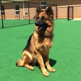 Dogs By Andy K-9 Services, Mooresville