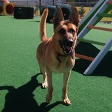 Dogs By Andy K-9 Services, Mooresville