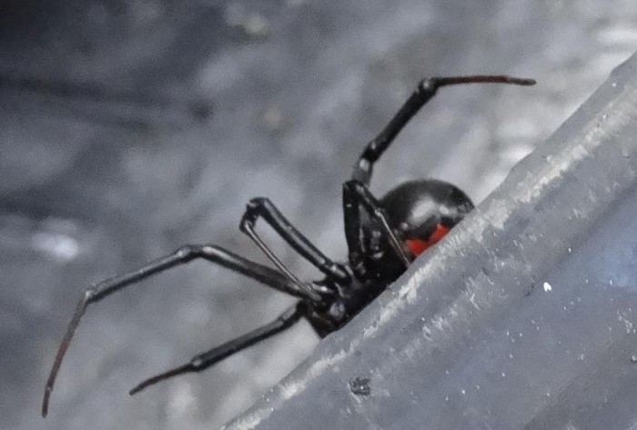  Profile Photos of Bug Zapper Pest Control 2532 Santiam Highway Southeast, #140 - Photo 2 of 10