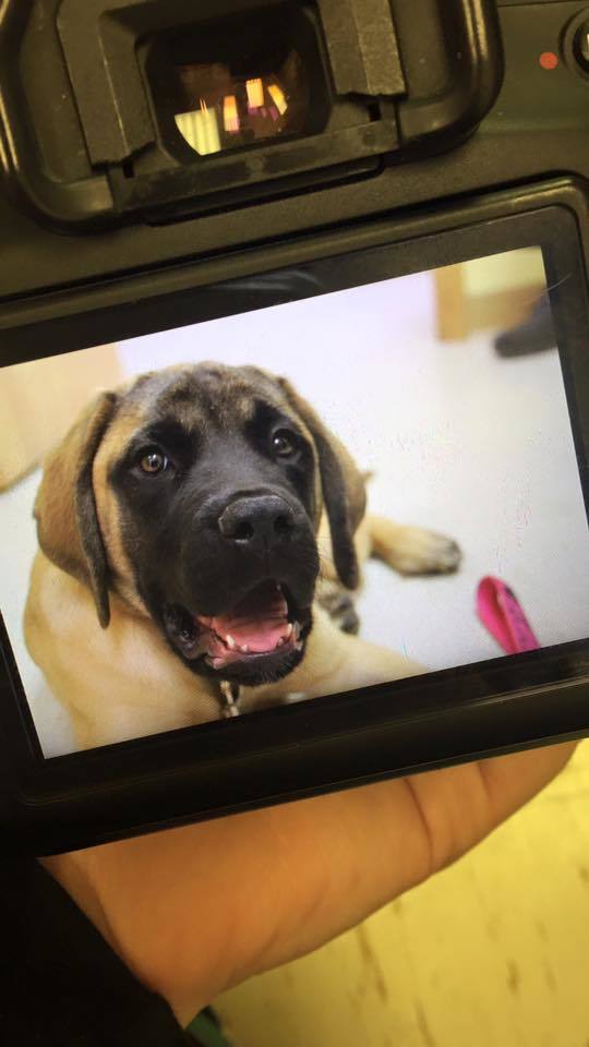  New Album of Symmes Square Pet Hospital 8717 Fields Ertel Road - Photo 1 of 3