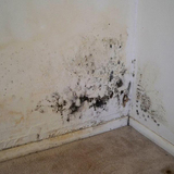 Mold Inspection & Testing Greenville SC, Greenville