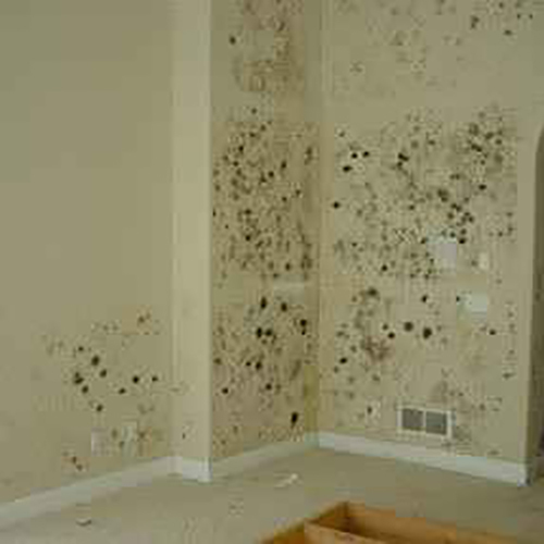  Profile Photos of Mold Inspection & Testing Des Moines 715 NE Meridian Dr - Photo 2 of 4