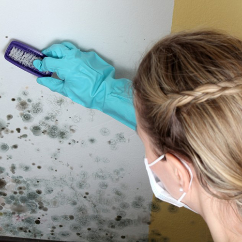  Profile Photos of Mold Inspection & Testing Des Moines 715 NE Meridian Dr - Photo 3 of 4