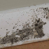  Mold Inspection & Testing Tallahassee FL 700 N. Woodward Ave #316 