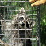 Animal-X Nuisance Animal Control, Chardon
