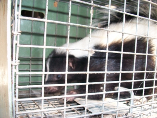  New Album of Animal-X Nuisance Animal Control 10894 Claridon Troy Road - Photo 1 of 2