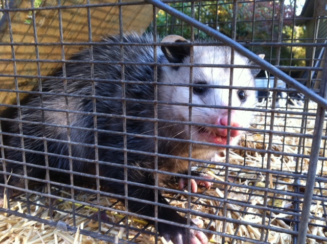  New Album of Animal-X Nuisance Animal Control 10894 Claridon Troy Road - Photo 2 of 2