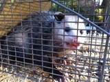 Animal-X Nuisance Animal Control, Chardon