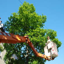  Profile Photos of Glenn's Tree Service 12512 Pioneer Dr - Photo 3 of 3