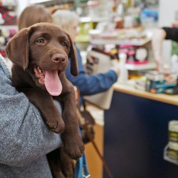  Profile Photos of Pets Corner Crawley 33 Queensway - Photo 2 of 3