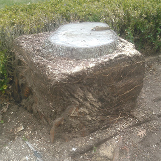  Profile Photos of Grinding Serving area - Photo 2 of 4