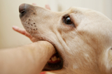Dog Bite Lawyer Kevin P Landry Law Offices 422 North Main Street #3 