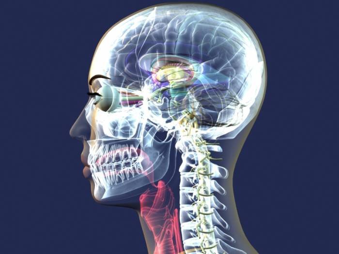 Medical anatomy 3D animation Profile Photos of Moko3D Sunnybank Farm - Photo 1 of 8