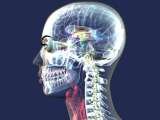 Medical anatomy 3D animation Moko3D Sunnybank Farm 