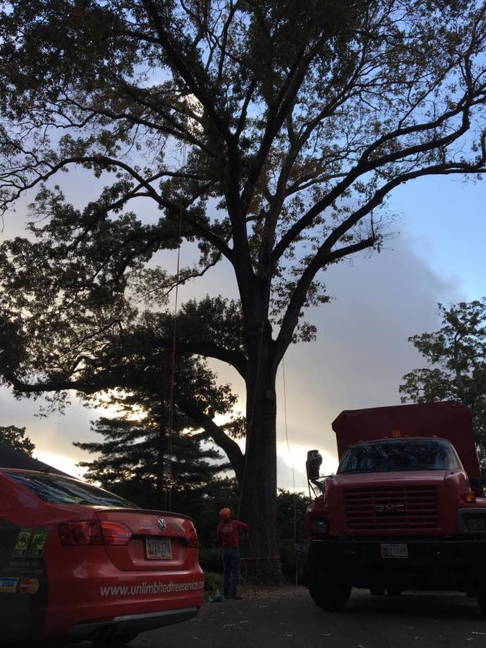  Profile Photos of UNLIMBITED TREE SERVICE, INC. P.O. Box 215, Glen Burnie, MD - Photo 6 of 10