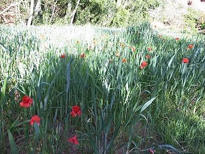 Flowers in Dades Gorge Walking in Dades of Morocco Desert Palm Tours Ksar Ouled Matalla BP191 - Photo 2 of 5
