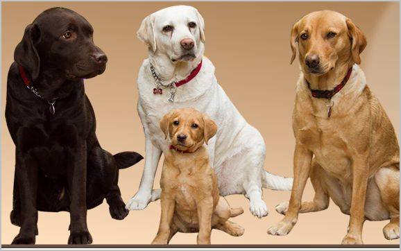 Dog & Puppy Training Website Drive By Clients' Work of Drive By Websites Limited 14 Bear Lane, Pinchbeck - Photo 6 of 11