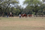 Little K Acres, Mansfield