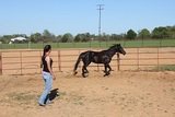 Little K Acres, Mansfield