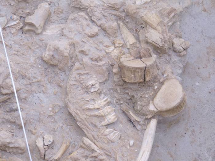 5 million years old!Vertebrae, teeth, jaws, toe bones - all on display in the fossil dig site Profile Photos of West Coast Fossil Park R45 Langebaanweg - Photo 2 of 6 5 million years old!Vertebrae, teeth, jaws, toe bones - all on display in the fossil dig site Profile Photos of West Coast Fossil Park R45 Langebaanweg - Photo 2 of 6