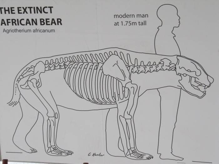       African Bear size compared to Adult Human Man                          Profile Photos of West Coast Fossil Park R45 Langebaanweg - Photo 3 of 6
