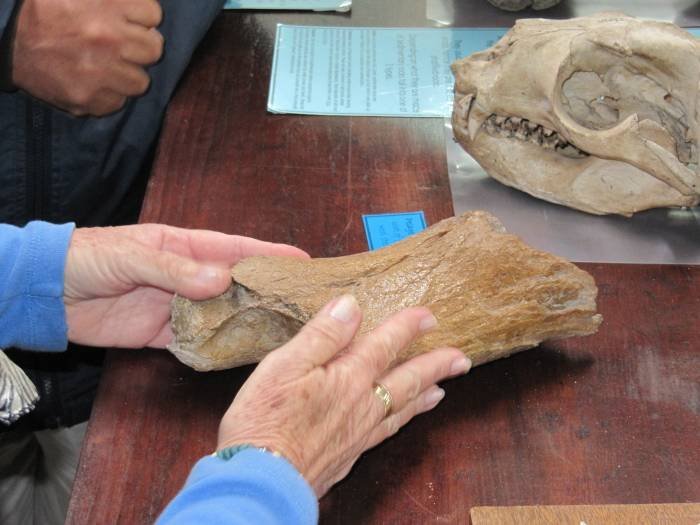        What is a fossil?  You will be able to see and touch a 5 million year old fossil in our laboratory,  accompanied by your guide.                         Profile Photos of West Coast Fossil Park R45 Langebaanweg - Photo 4 of 6