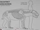       African Bear size compared to Adult Human Man                         , West Coast Fossil Park, Langebaanweg